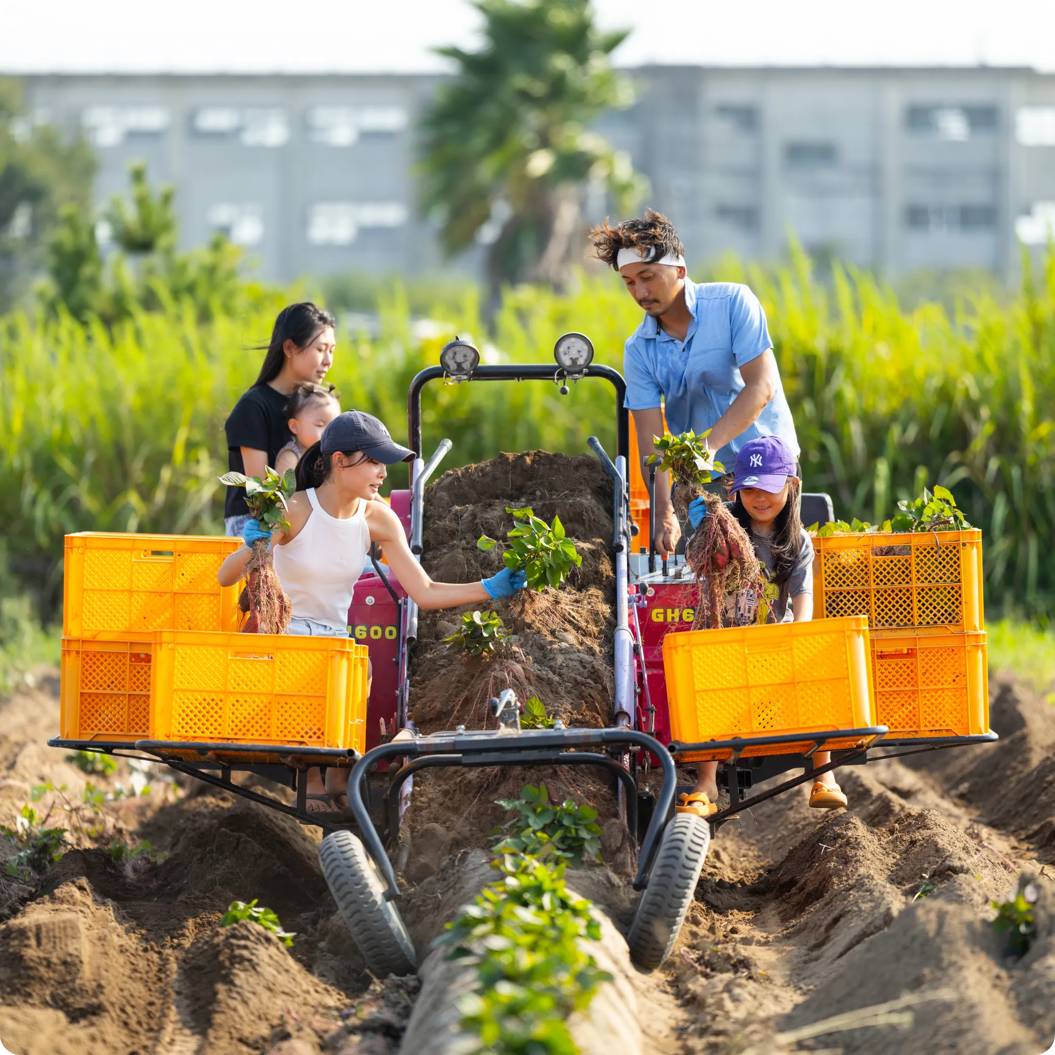 さつまいも収穫