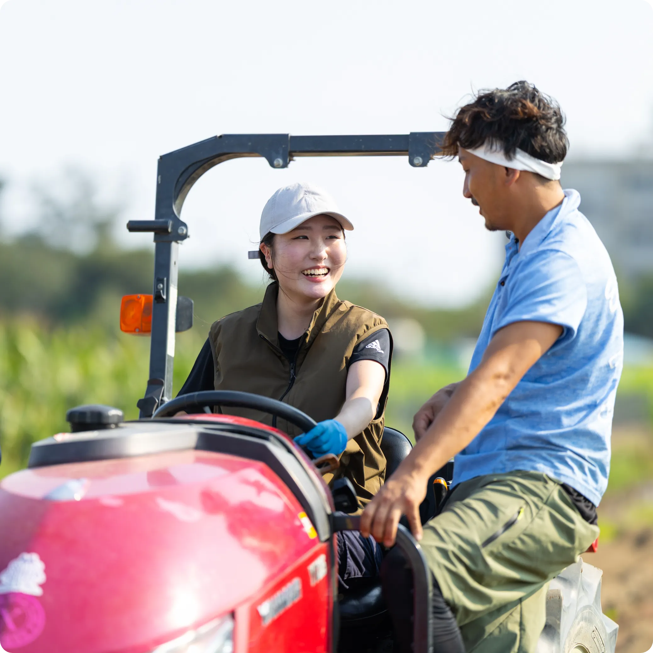 さつまいも収穫