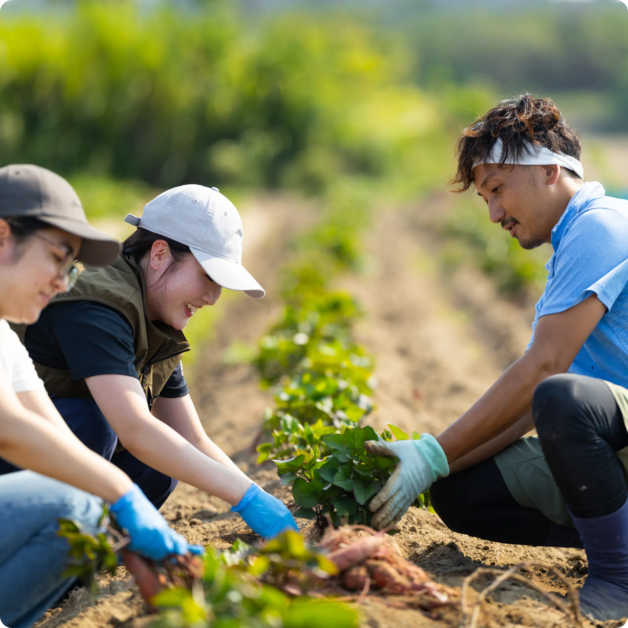 さつまいも収穫