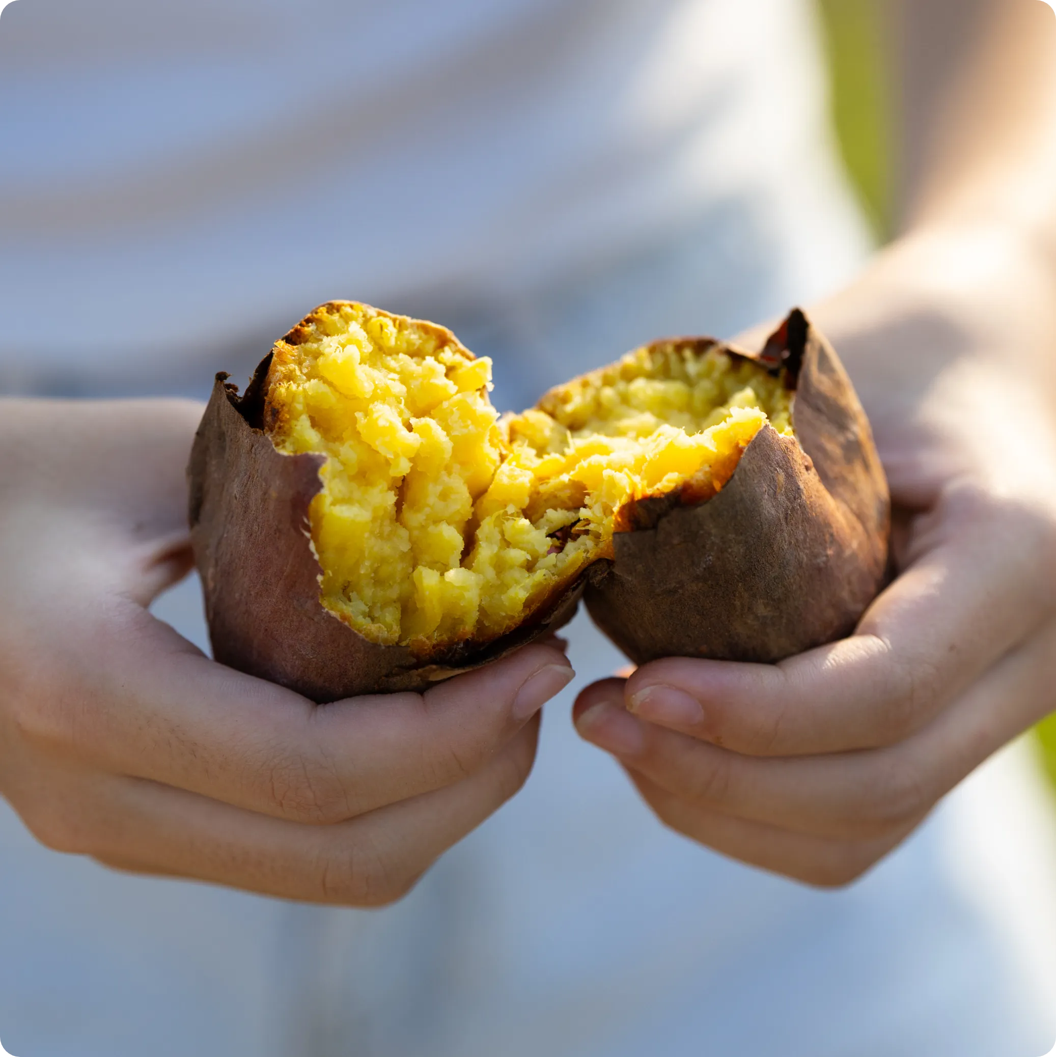 さつまいも収穫