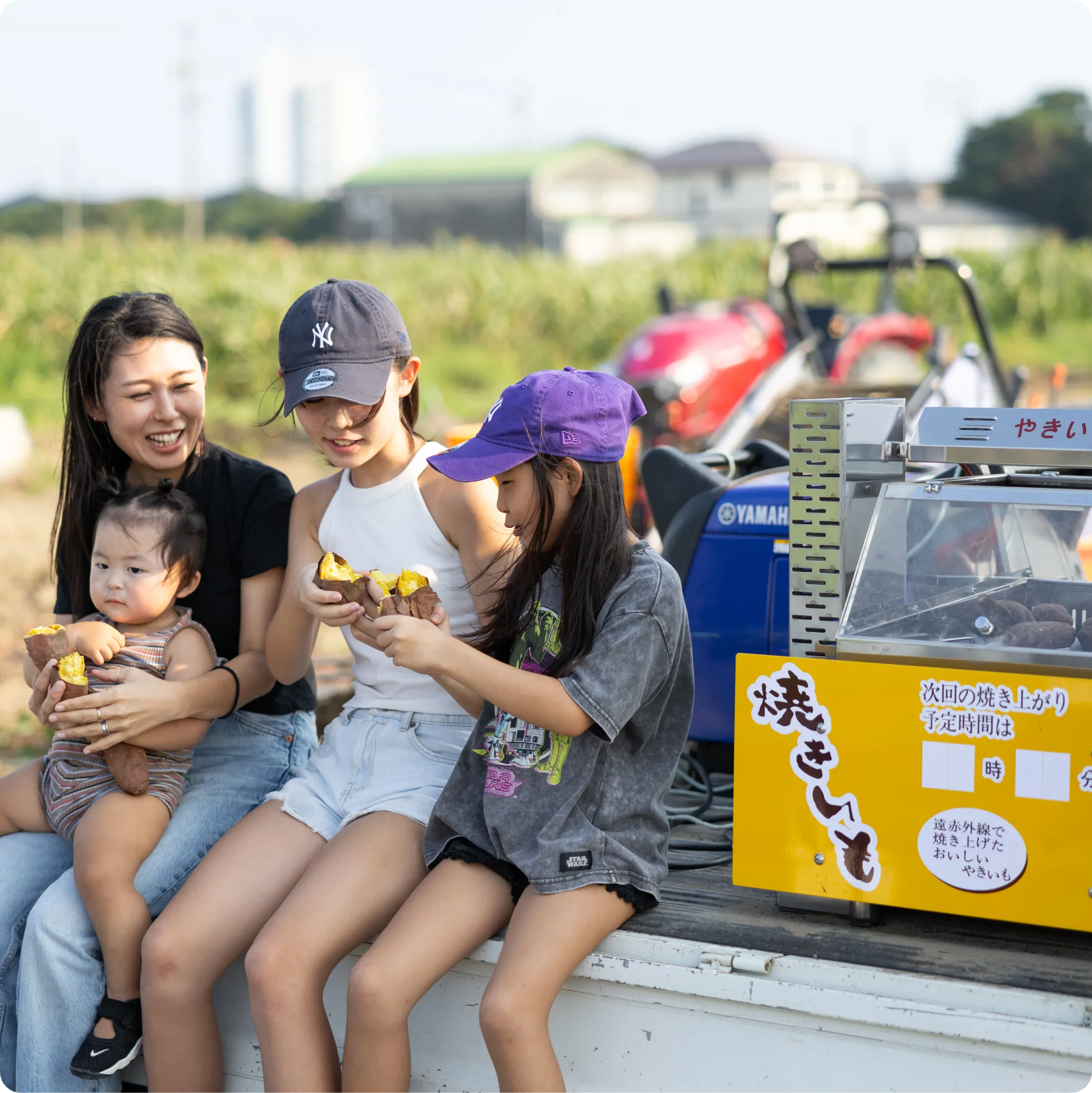 さつまいも収穫