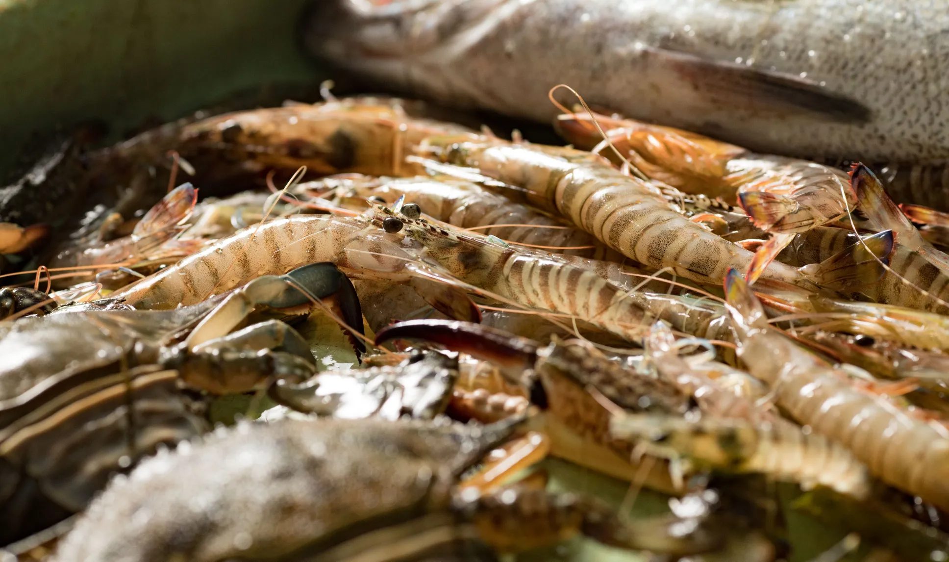 えびすき漁とは？