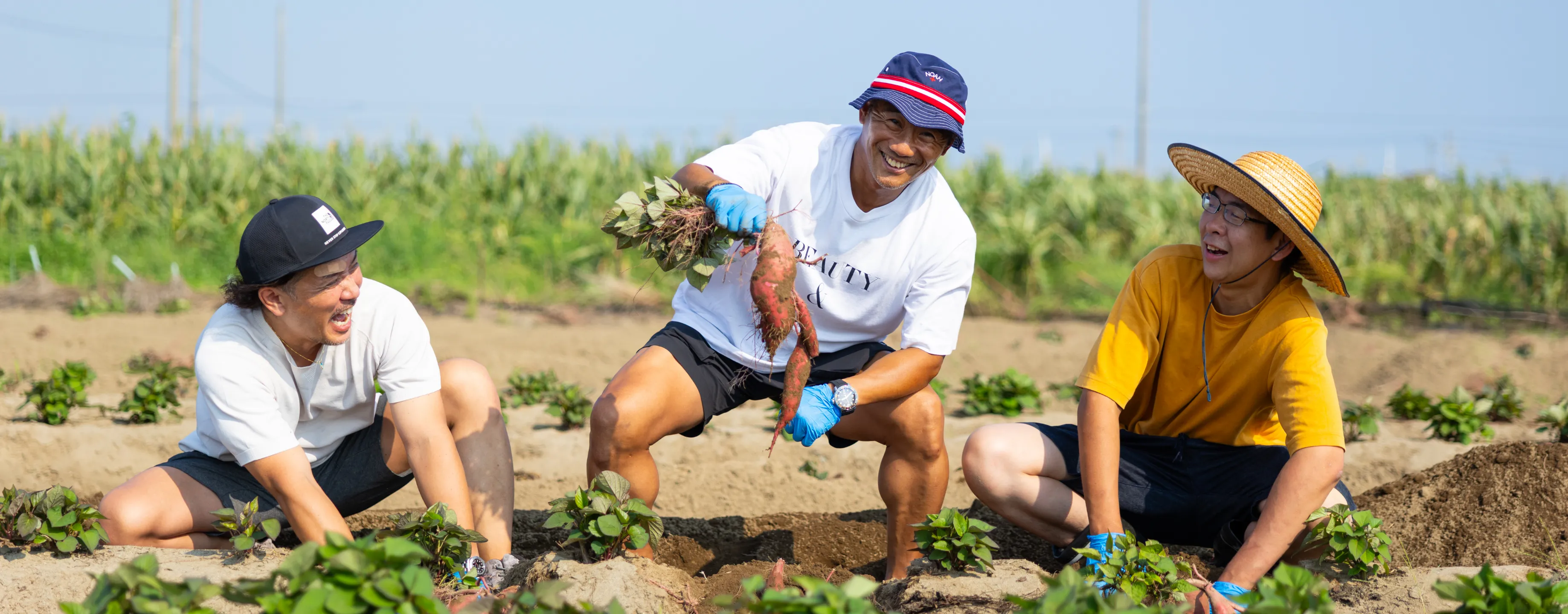 さつまいも収穫