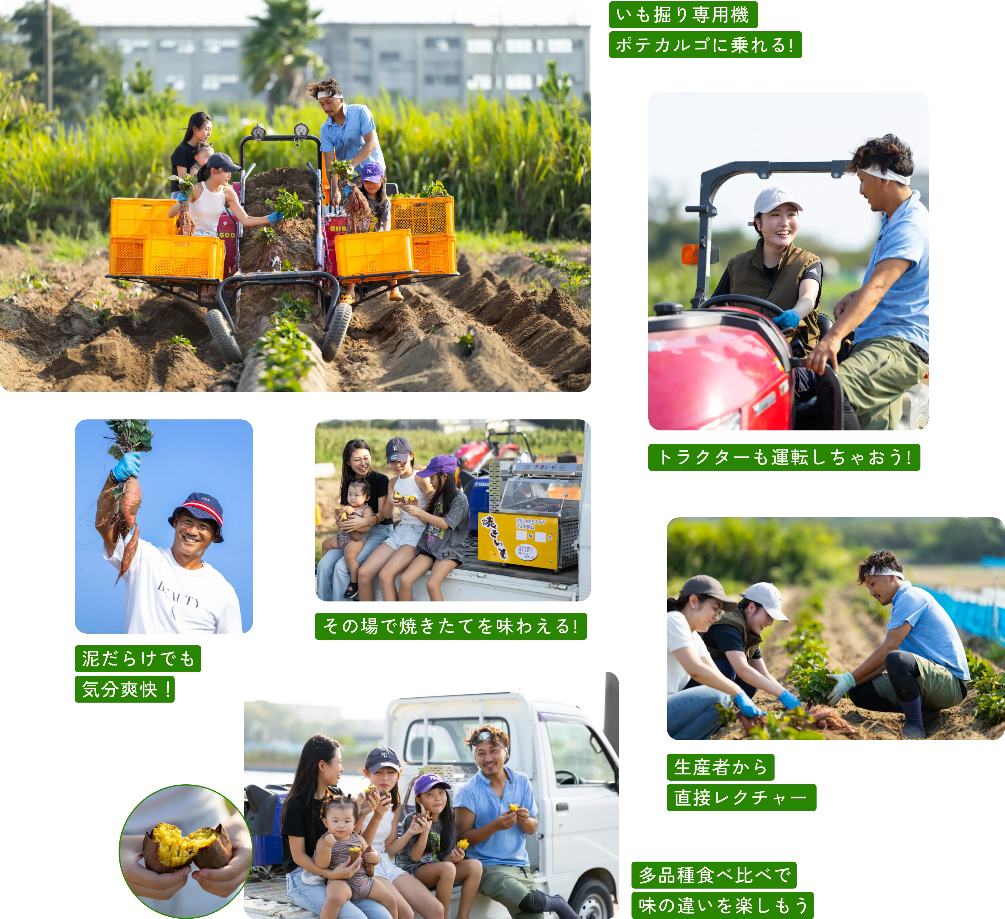 さつまいも収穫